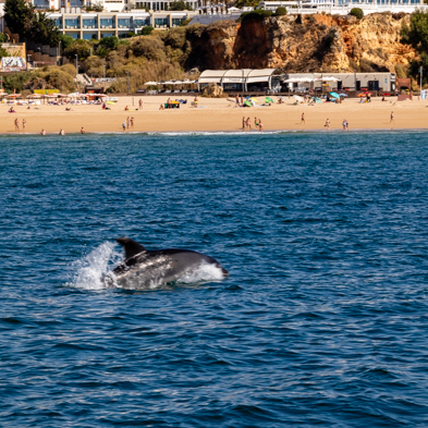 Algarve 2025