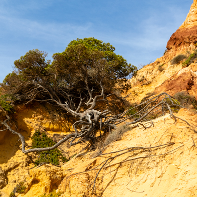 Algarve 2025