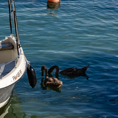 Bodensee 2026